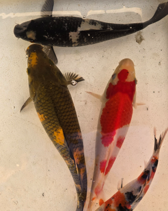 Carpe koi laghetto acquario