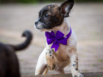 Cucciole femmine due mesi