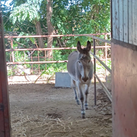 Vendita asino maschio anni 6 euro 300