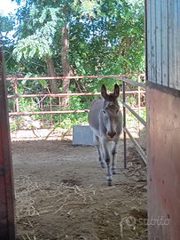 Vendita asino maschio anni 6 euro 300