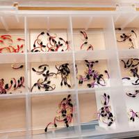 ami e amettiere per coregoni 