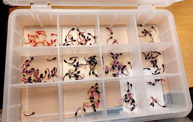 ami e amettiere per coregoni 