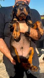 Rottweiler