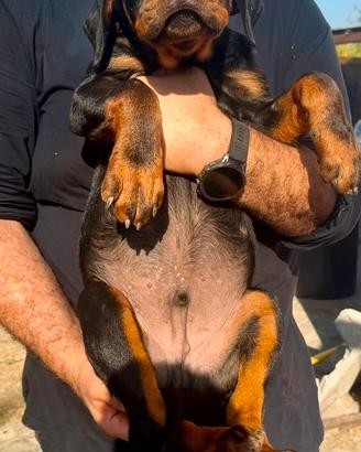 Rottweiler