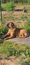 Bullmastiff accoppiamento