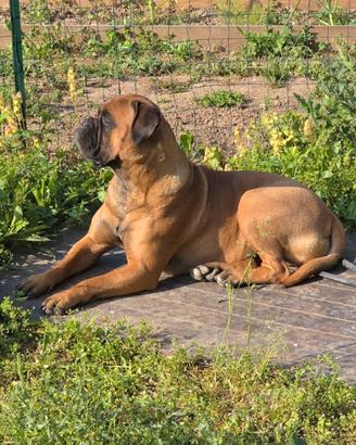 Bullmastiff accoppiamento
