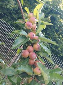 terreno agricolo frattocchie