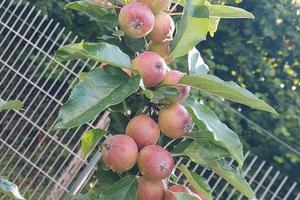 terreno agricolo frattocchie