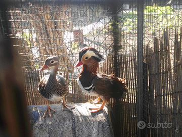 Maschio anatra mandarina