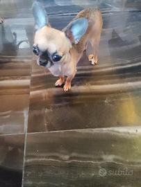 Ouy chihuahua mini Toy