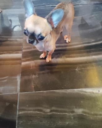 Ouy chihuahua mini Toy