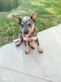 Australian Cattle Dog 