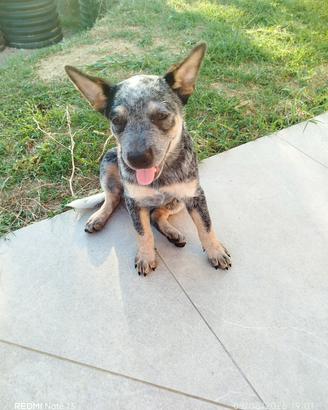 Australian Cattle Dog 