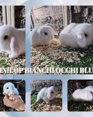 Miniloop