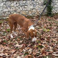 Vendita cane da caccia