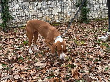 Vendita cane da caccia