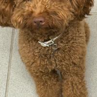 Barboncino red maschio disponibile per monta