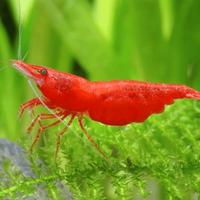 Neocaridina Cherry shrimp alta qualità