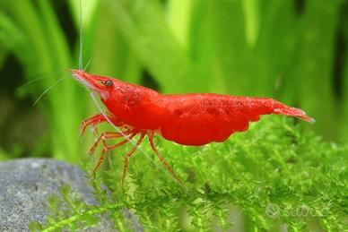 Neocaridina Cherry shrimp alta qualità