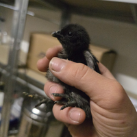 Pulcini di Cemani