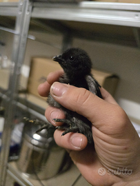 Pulcini di Cemani