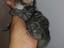 Immagine 5