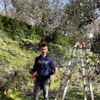 Candidato , potatura , giardinaggio