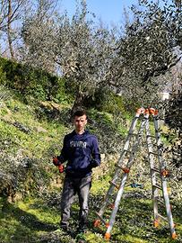 Candidato , potatura , giardinaggio