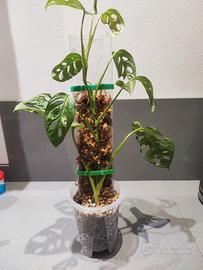 monstera adansonii