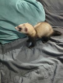 Cucciolo di furetto