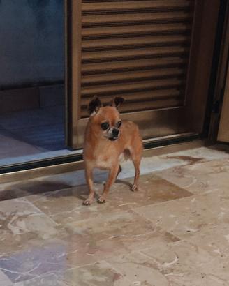 Chihuahua Maschio