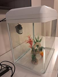 ACQUARIO