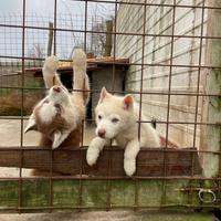 Cuccioli Husky