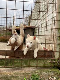 Cuccioli Husky