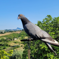 Piccioni da richiamo