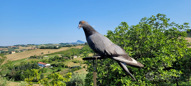 Piccioni da richiamo