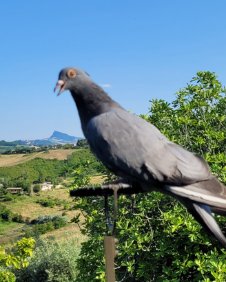 Piccioni volantini o zimbelli