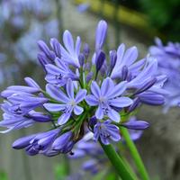 Agapanthus blu