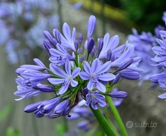 Agapanthus blu