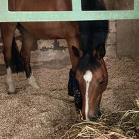 Cavallo Sella Italiano 2009