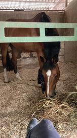 Cavallo Sella Italiano 2009