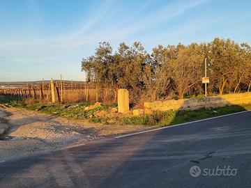 Aranceto di mq. 23.972 con pozzo artesiano