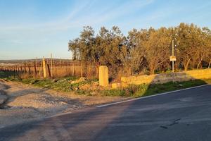 Aranceto di mq. 23.972 con pozzo artesiano