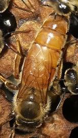 Az.Ag.LaValleDelleapi Regine 16,00 in su