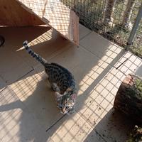 Gattini tigratini
