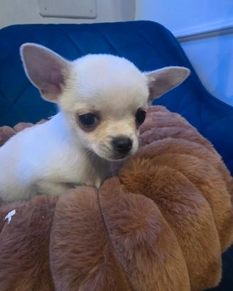 Chihuahua mini White