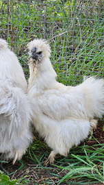 Coppia di moroseta un maschio e una femmina