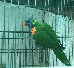 Lori arcobaleno maschio
