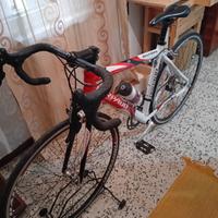 bicicletta  corsa torpado