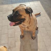 Femmina di cane Corso